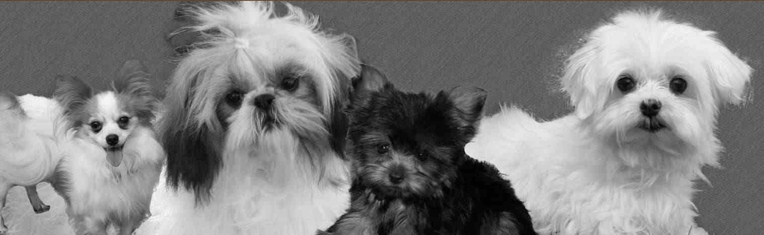 Maltese, Shih Tzu, Papillion & Yorkshire Terrier Puppies