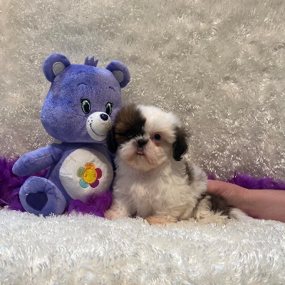 Everlasting Shih Tzu's